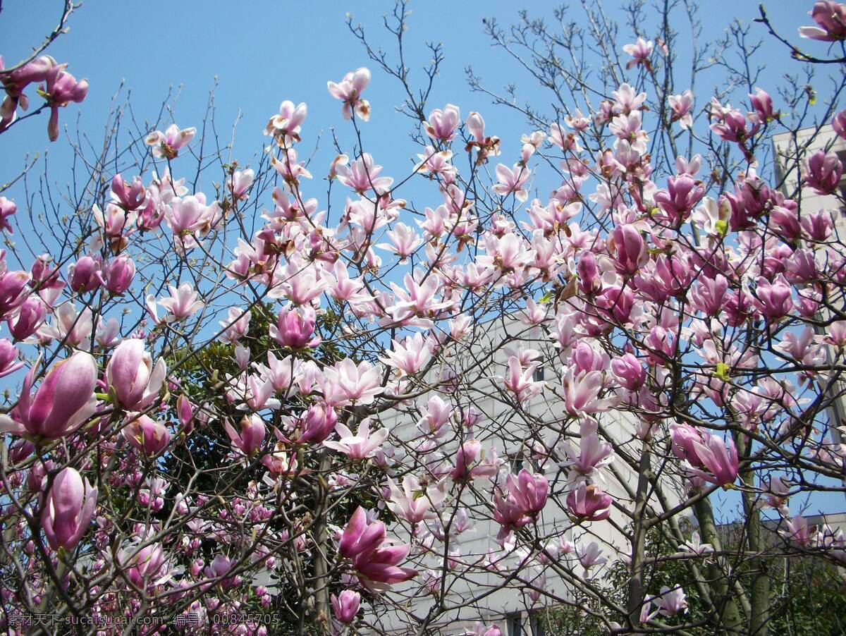 玉兰花 春季 春天 高清 红色 花草 生物世界 玉兰 高清玉兰花 psd源文件