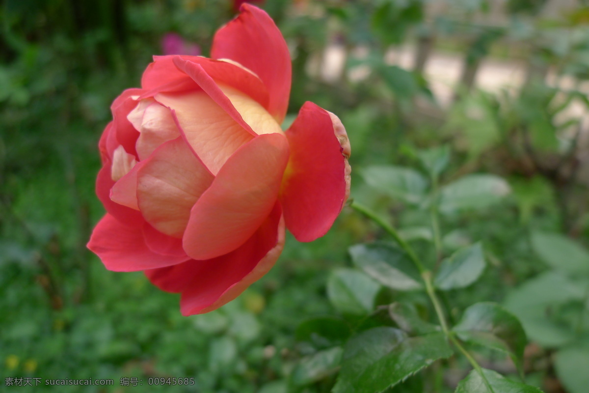 月季 春天 花草 生机 生物世界 特写 月季花 顽强 psd源文件