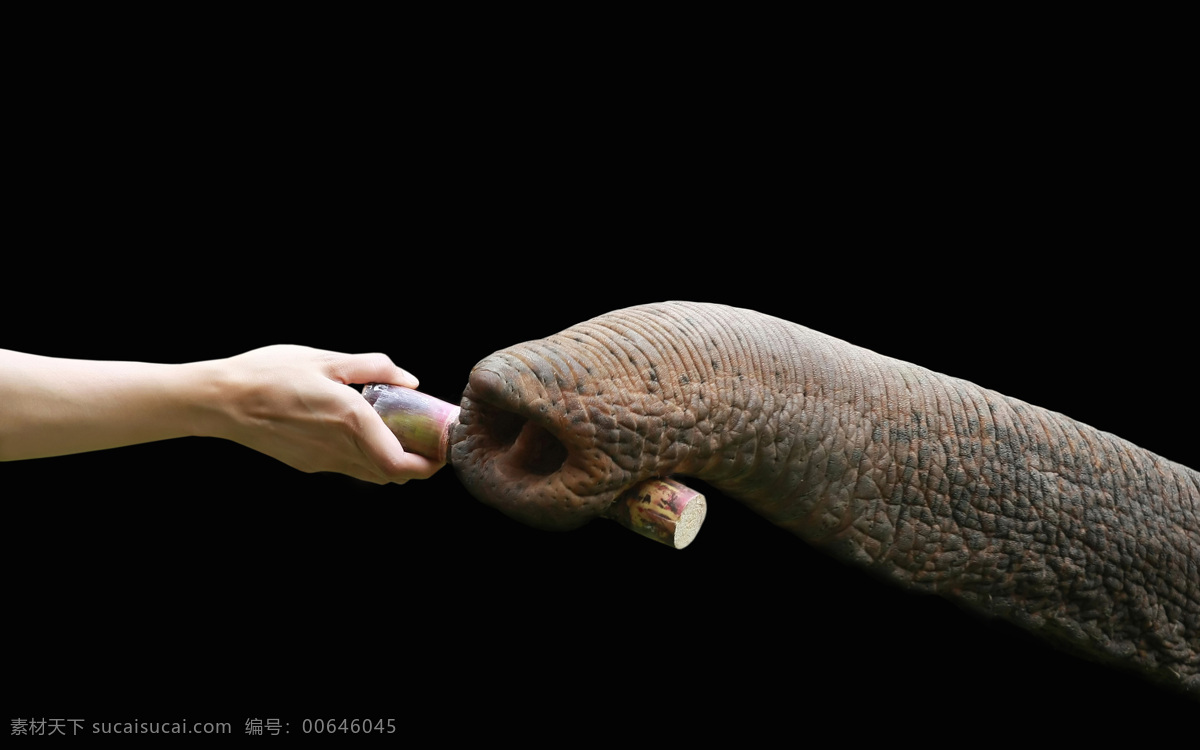 象鼻与甘蔗 象鼻 甘蔗 大象 大象摄影 动物摄影 动物世界 陆地动物 生物世界 黑色