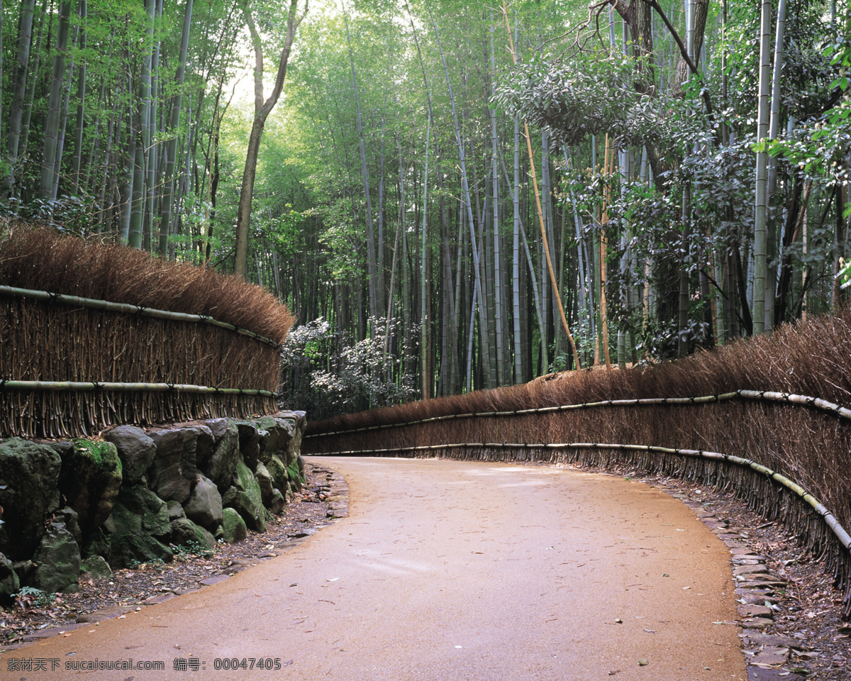 乡村 小路 篱笆 树林 竹林 无人小路 安静乡村 乡村摄影 小路摄影 竹林摄影 篱笆摄影