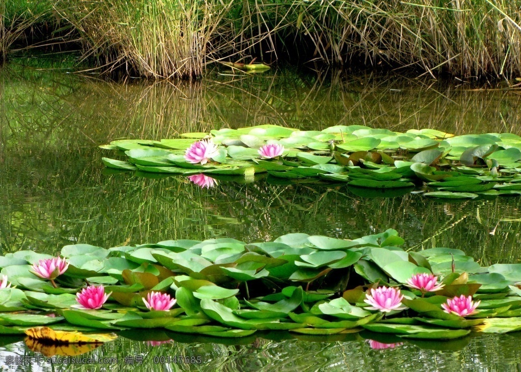 水塘莲花 水莲花 园林浅水塘 簇拥水莲花 绿叶茂盛 花草 生物世界