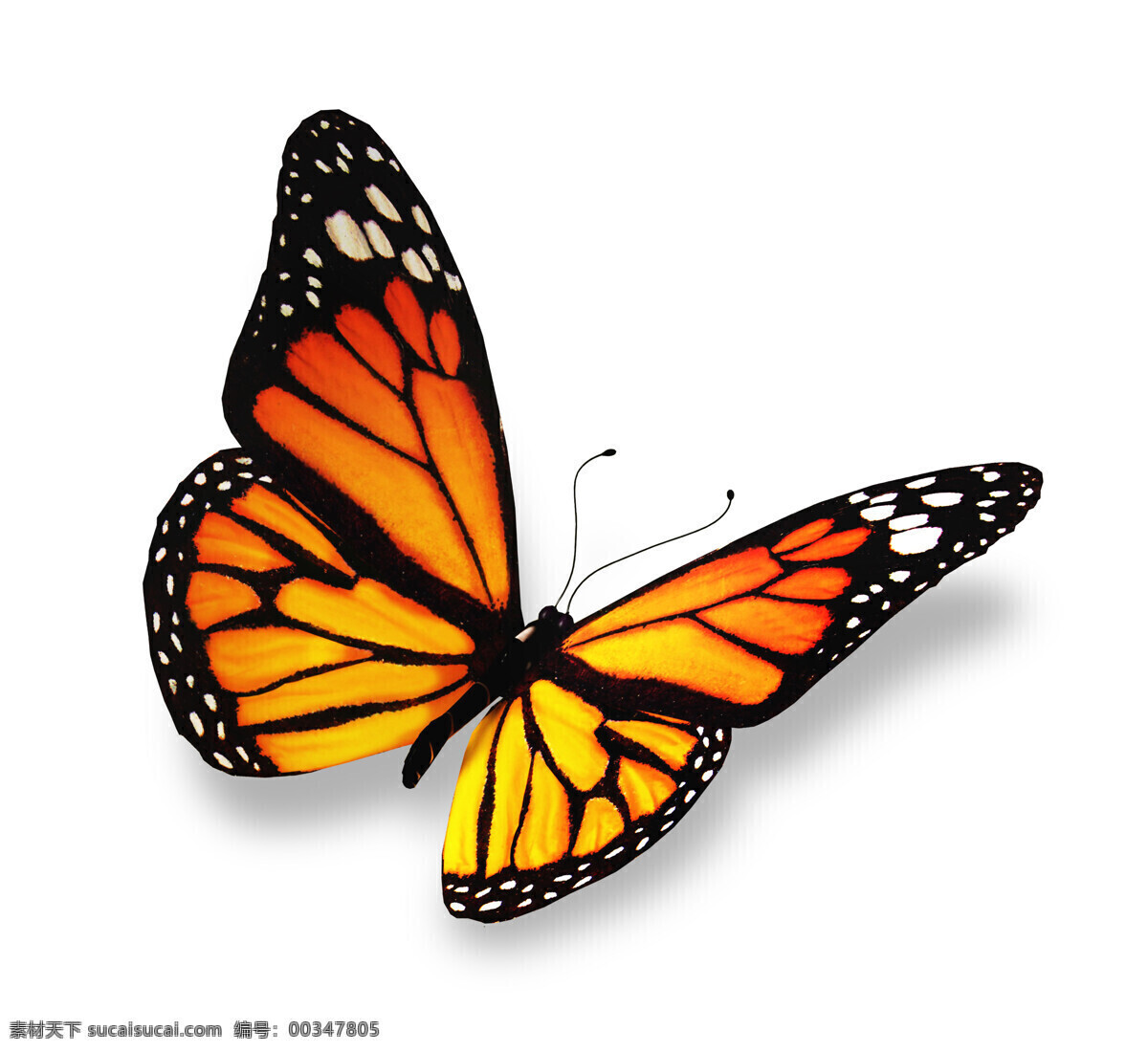 美丽 蝴蝶 美丽蝴蝶 漂亮蝴蝶 昆虫动物 空中飞鸟 生物世界