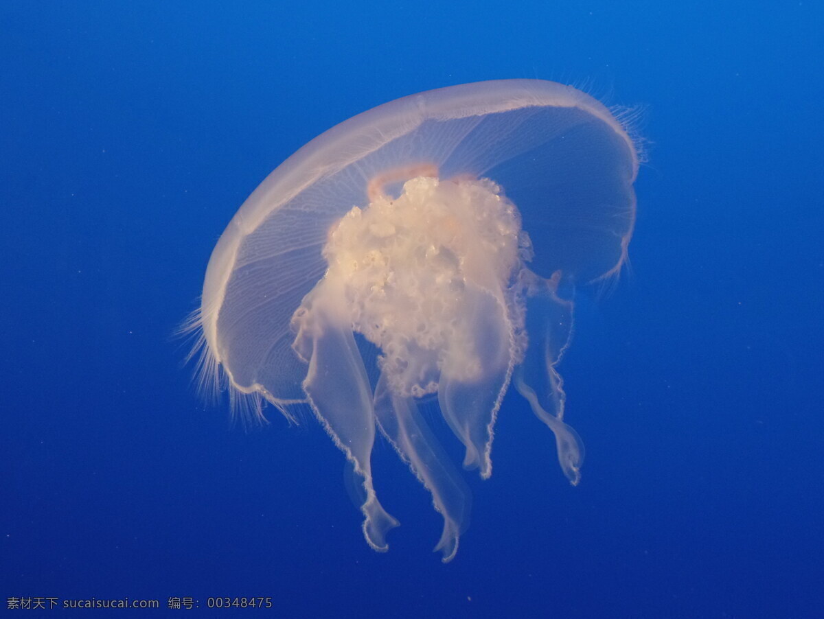 水母 月亮水母 海蜇 刺胞动物 浮游生物 透明