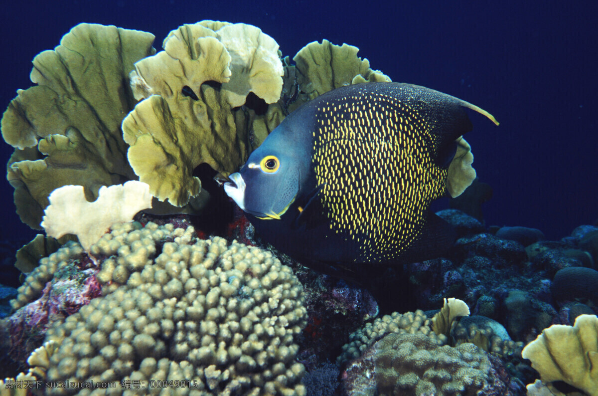 海鱼 海洋生物 生物世界 特写 鱼 鱼类 观赏鱼 近景