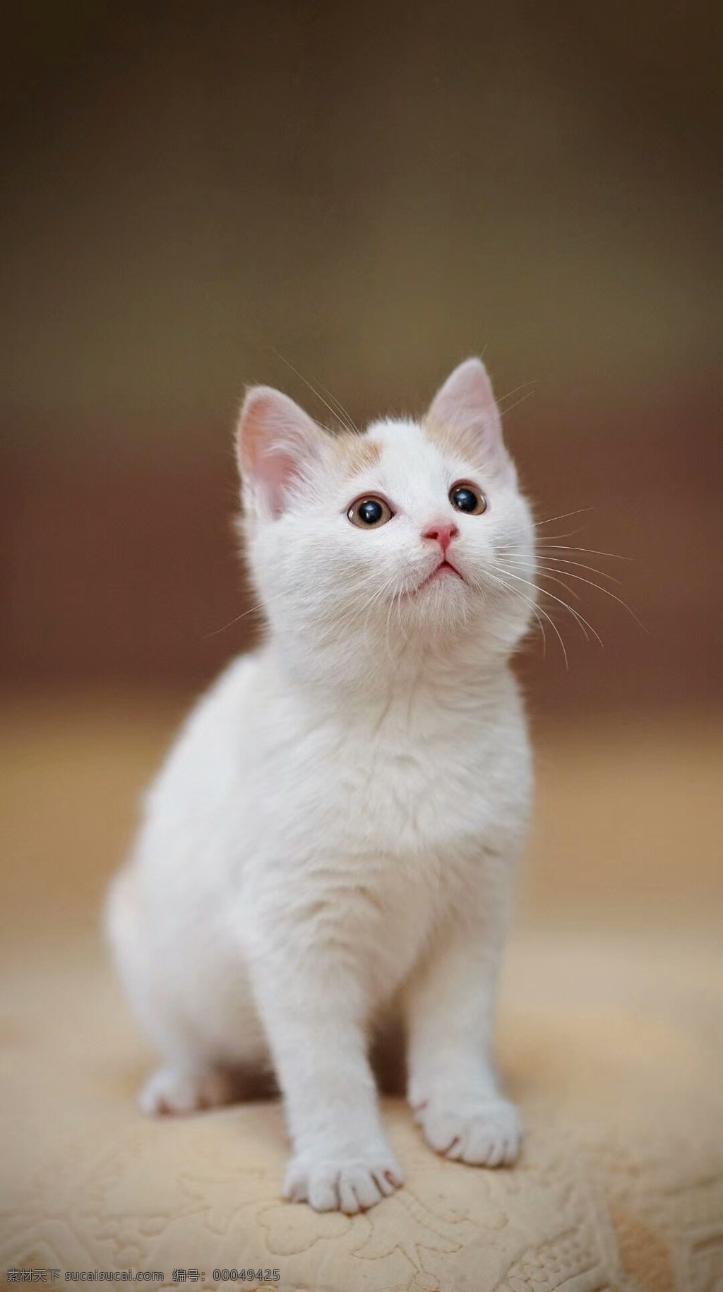 小猫咪 小猫 咪咪 猫狗 花猫 生物世界 家禽家畜