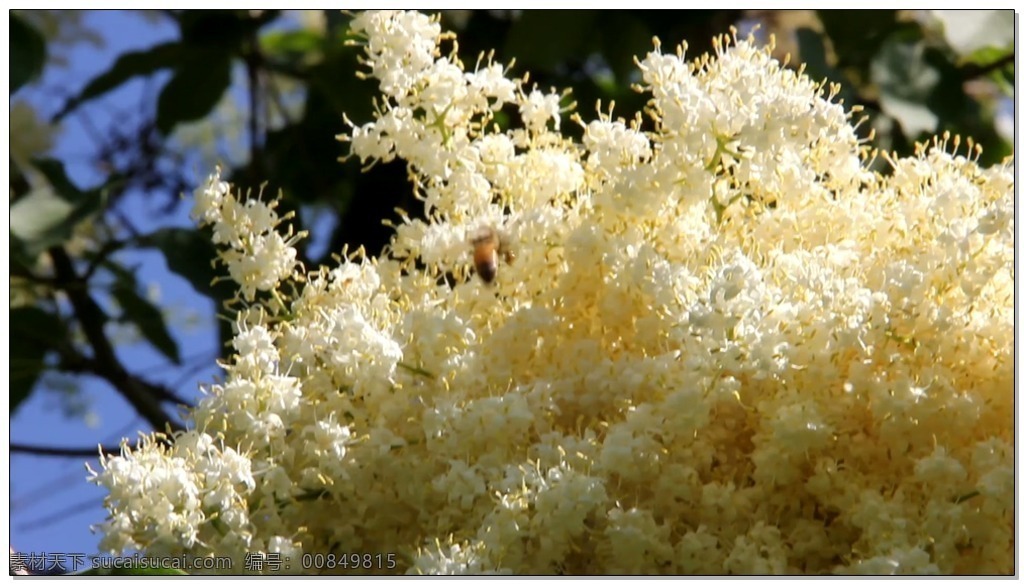白花 蜜蜂 视频 高清视频素材 视频素材 动态视频素材 白色 小花