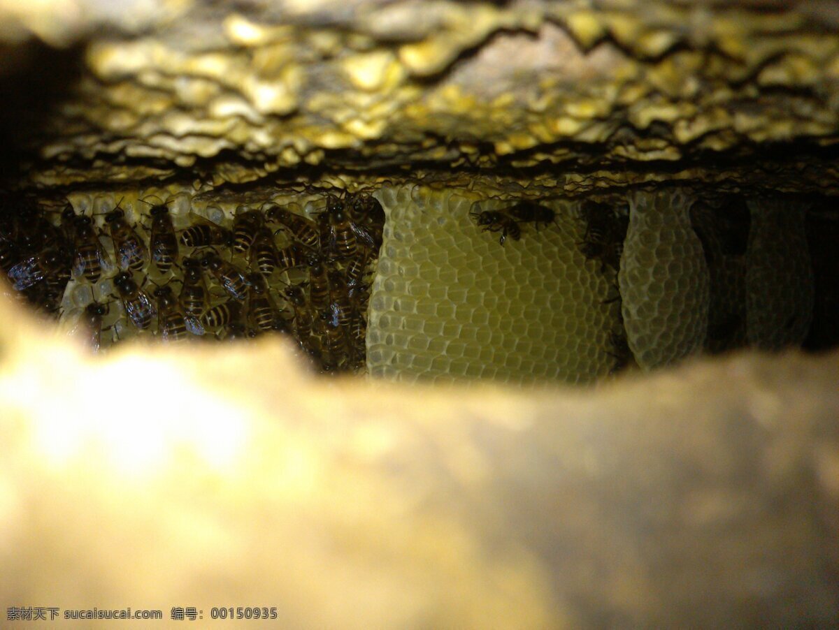蜜蜂 蜂巢 蜂蜜 昆虫 蜜 生物世界 照片 蜜蜂蜂巢 蜜蜡