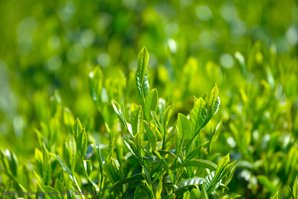 茶叶种植园 茶园 植物 绿茶 绿色 春茶 茶树 茶叶 种植园 山坡 山腰 植被 田园风光 自然景观