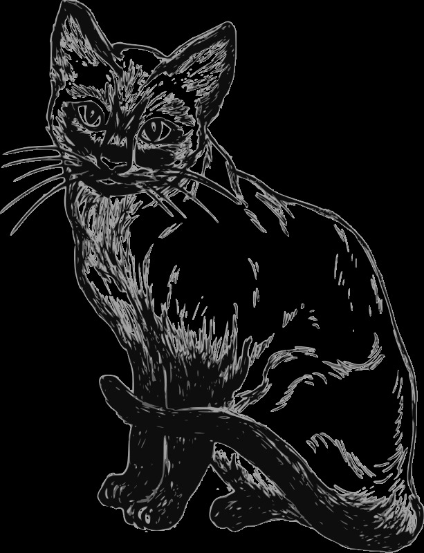 暹罗 猫 哺乳动物 宠物 动物 生物学 externalsource 线的艺术 概述 psf 维基共享资源 动物学 插画集