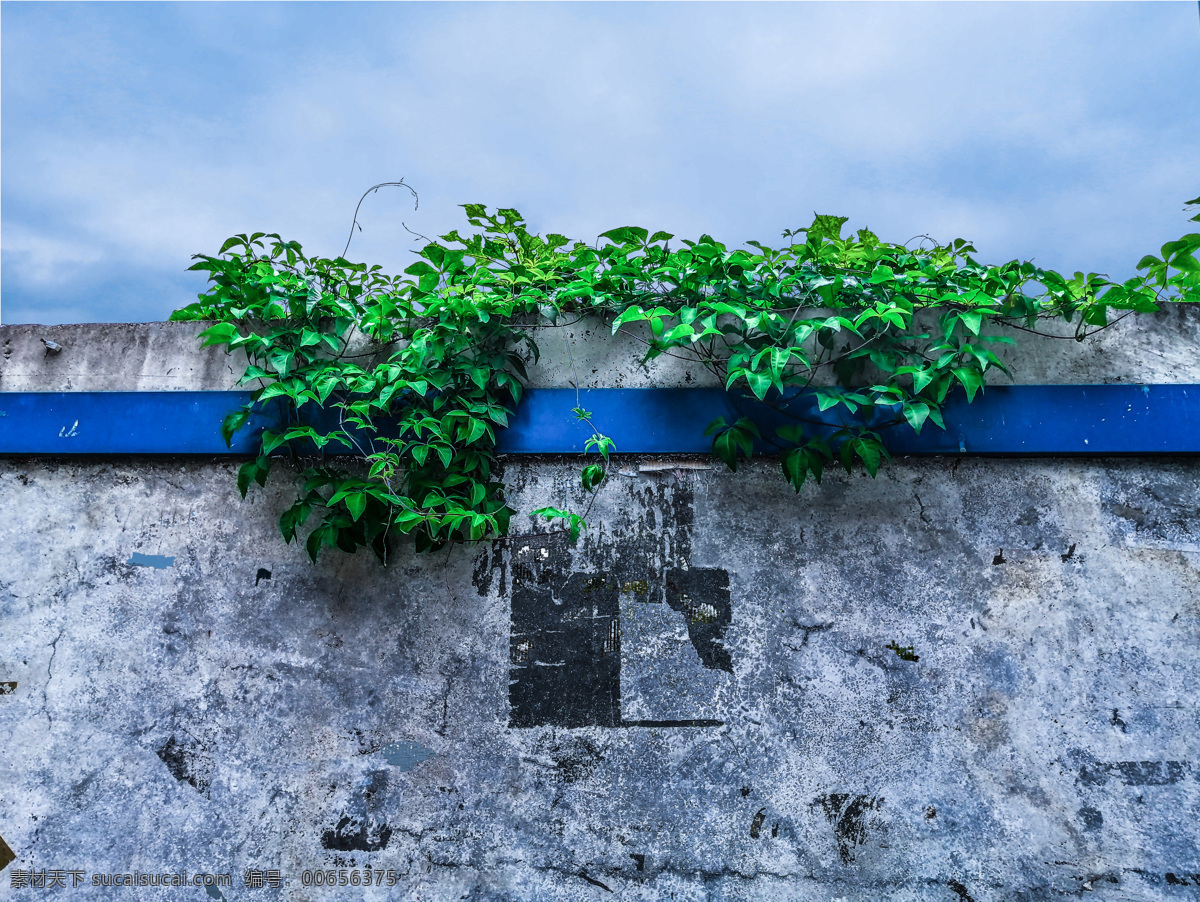 围墙上的藤蔓 绿植 风景 围墙 壁纸素材 藤蔓 墙角 路边 野草 自然景观 自然风景