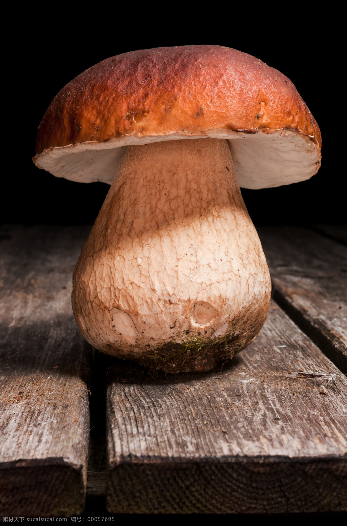蘑菇 菌类 生物世界 蔬菜 野蘑菇 香蘑菇 野菌菇 食用菌 菇子 菇类 风景 生活 旅游餐饮