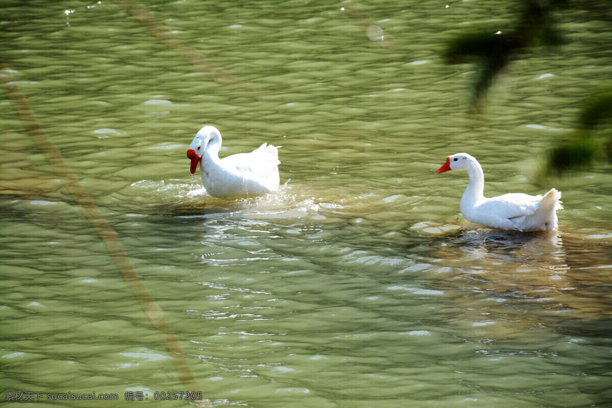 鸭子戏水 鸭子 戏水 河流 水鸭 波光粼粼 绿水清波 鸭子游泳 鸭子在池塘 自然景观 自然风景