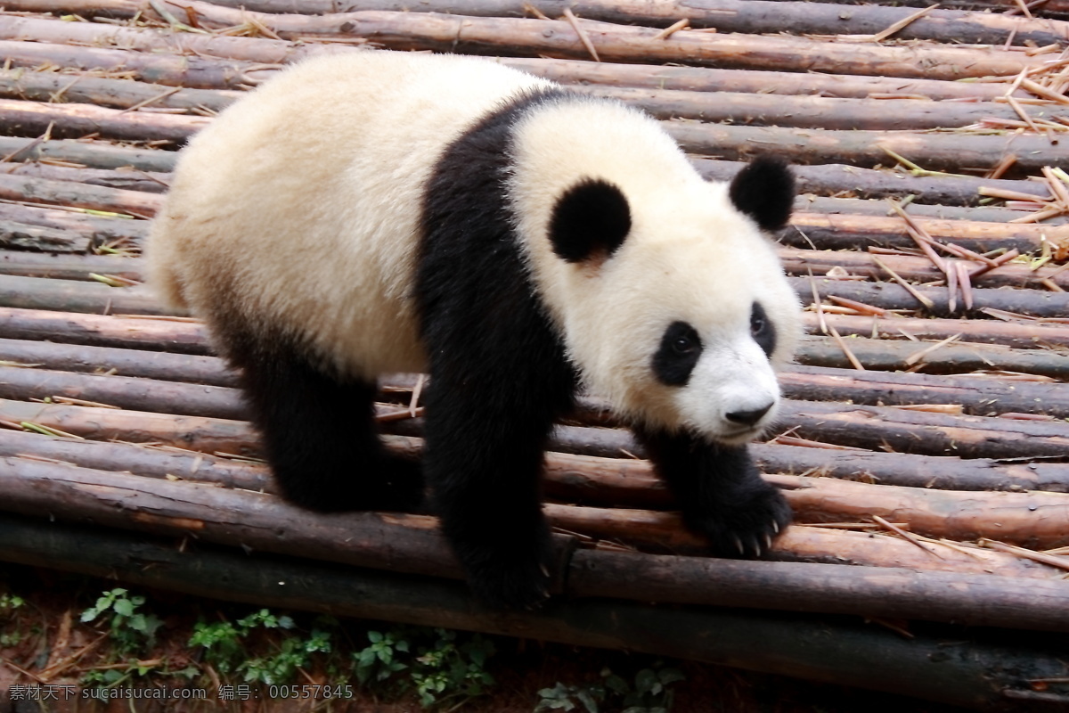 熊猫 熊猫宝宝 四川大熊猫 大熊猫 四川熊猫基地 国宝 摄影图库 生物世界 野生动物