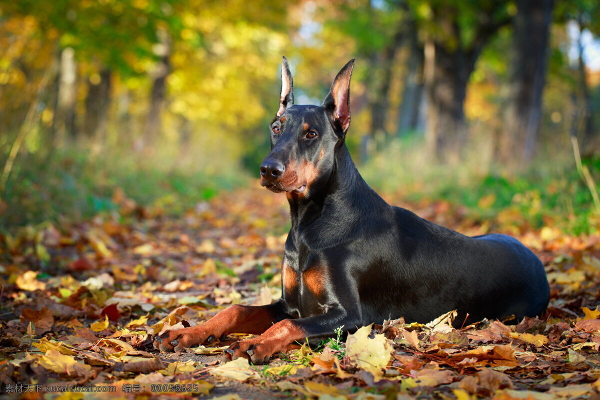 可爱杜宾犬 唯美 可爱 狗狗 宠物 宠物狗 杜宾犬 动物 生物世界 家禽家畜