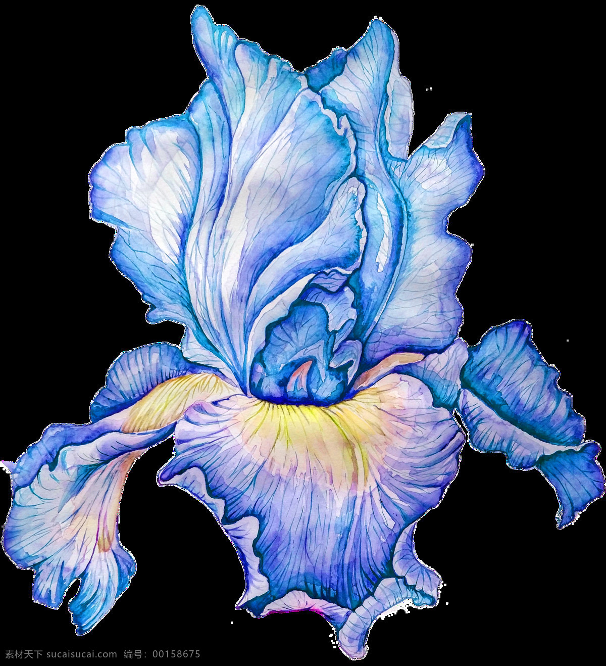 优雅 蓝色 植物 透明 卡通 抠图专用 装饰 设计素材