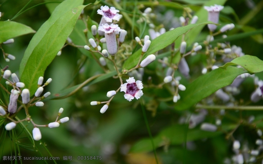 臭鸡矢藤 鸡屎藤 中药 花朵花卉 自然 草药 花草 树木 生物世界 其他花草