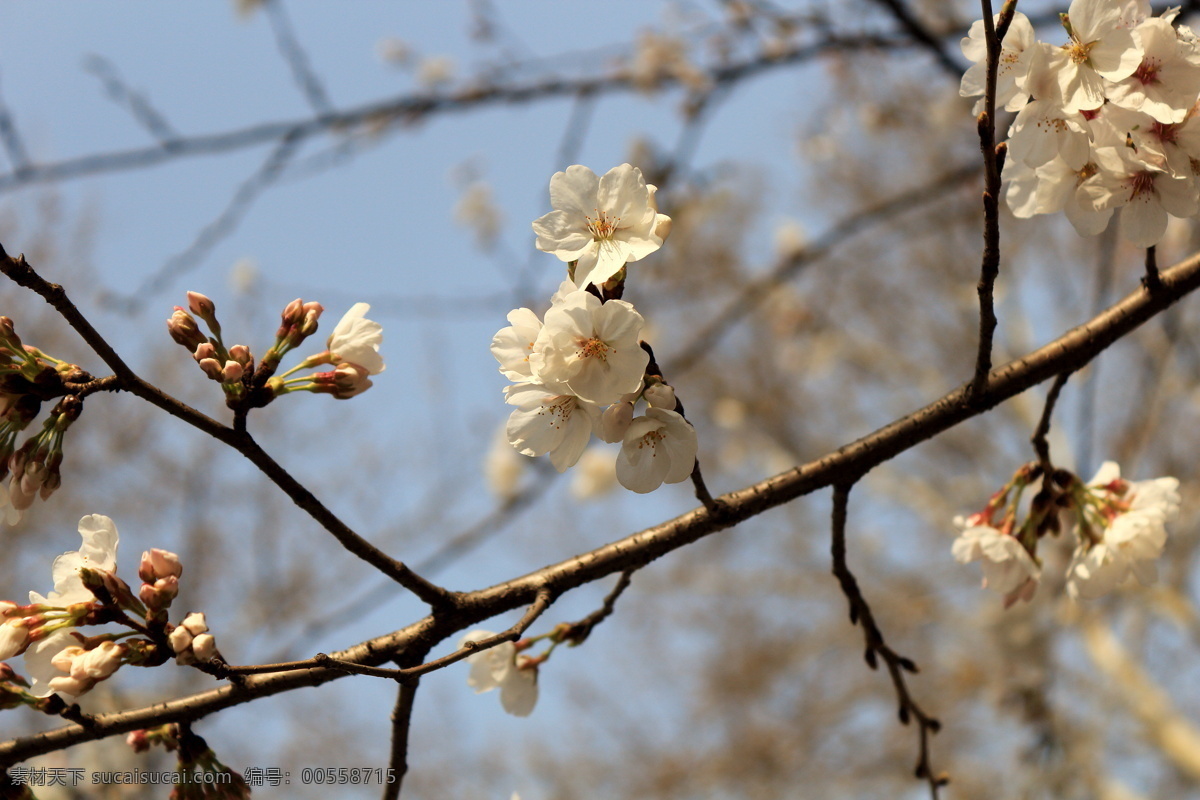 樱花 春天 花草 南京 生物世界 阳光 鸡鸣寺 psd源文件