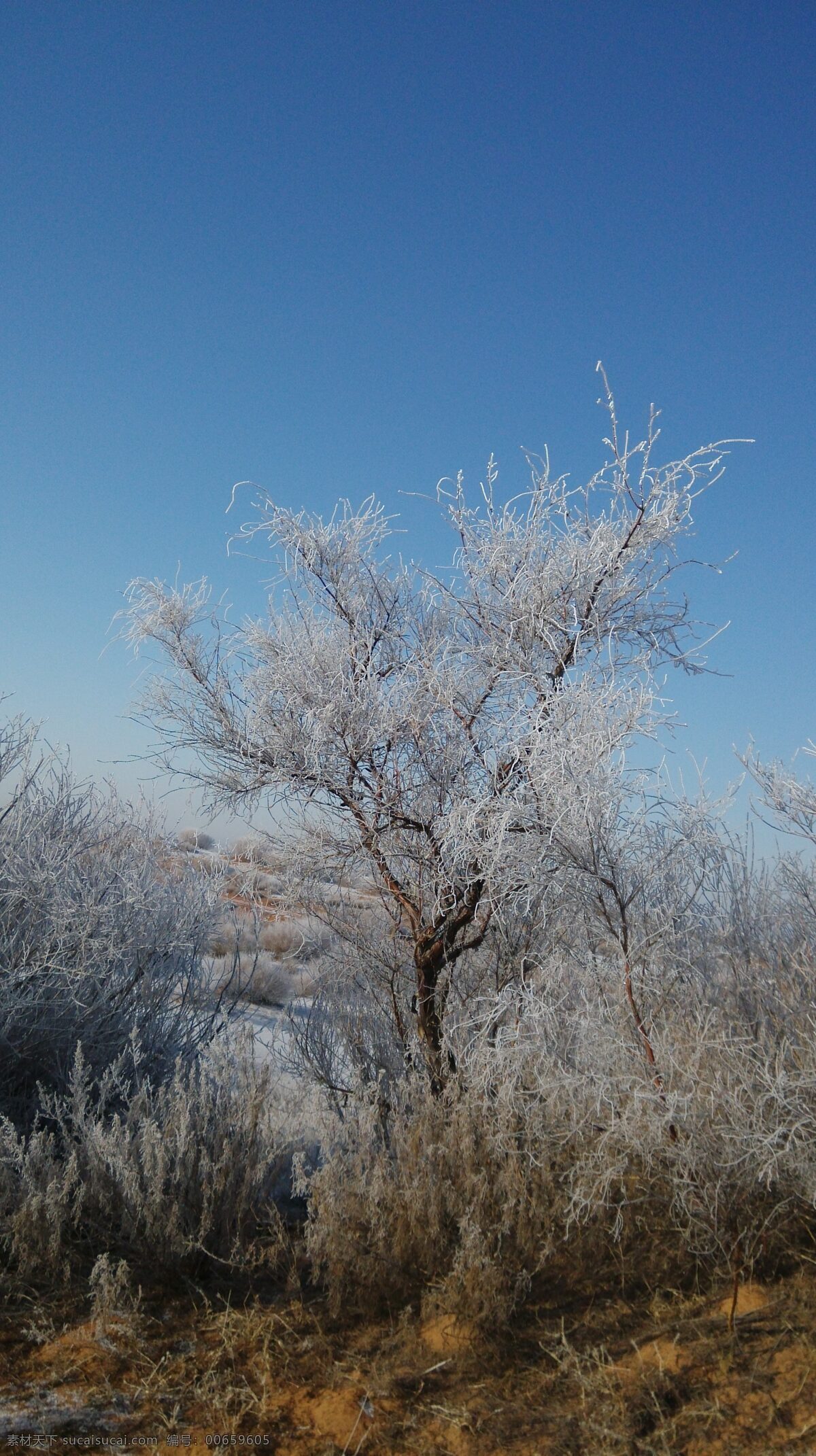 下霜 霜 树挂 枯草 蓝天 黄沙 生物世界 树木树叶 灰色