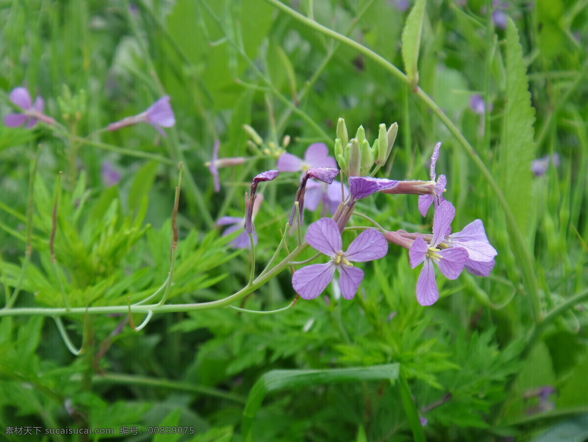 野油菜花 野花 花 花朵 草地 绿地 紫色花 花草类 生物世界 花草 野油菜 野菜花 小麦 花花世界