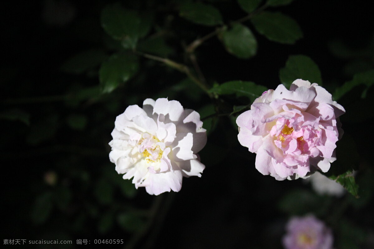 花 花草 花卉摄影 花卉素材 生物世界 月季 月季花 春季花卉 草本花卉 夜色花卉 景观花卉 psd源文件