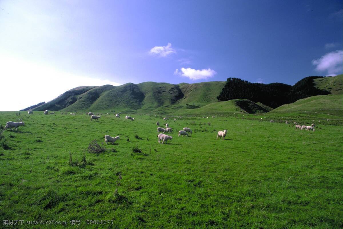 农场免费下载 草地 大自然 房屋 风光 风景 广告 大 辞典 环境 家畜 牧场 农场 生物世界