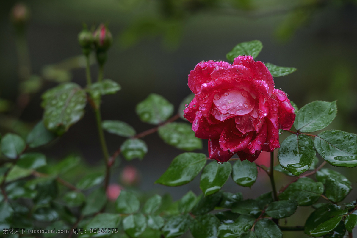 玫瑰 雨水 水灵 娇嫩 绿叶 观赏 水珠 雨后玫瑰 生物世界 花草