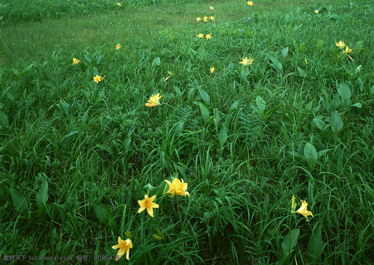 草丛 片花 黄花 鲜花 野外 单调 生物世界