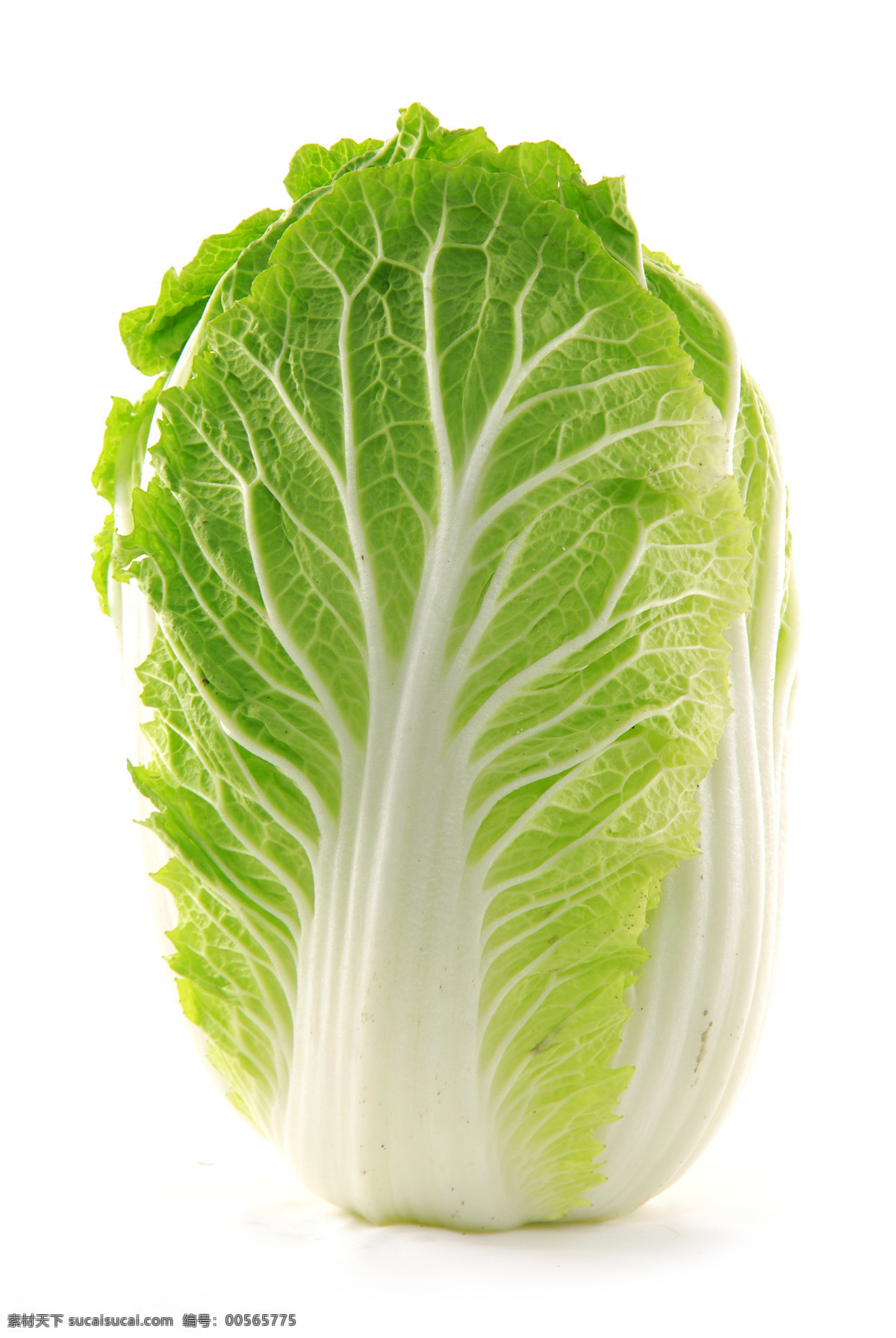 白菜高清 白菜高清元素 白菜高清素材 大颗白菜高清 大白菜 生物世界 蔬菜