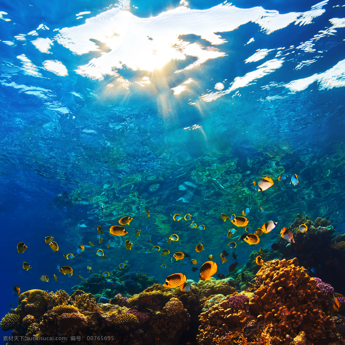 海底 世界 里 珊瑚 鱼 海底世界 海鱼 海洋生物 海洋动物 生物 水中生物 生物世界