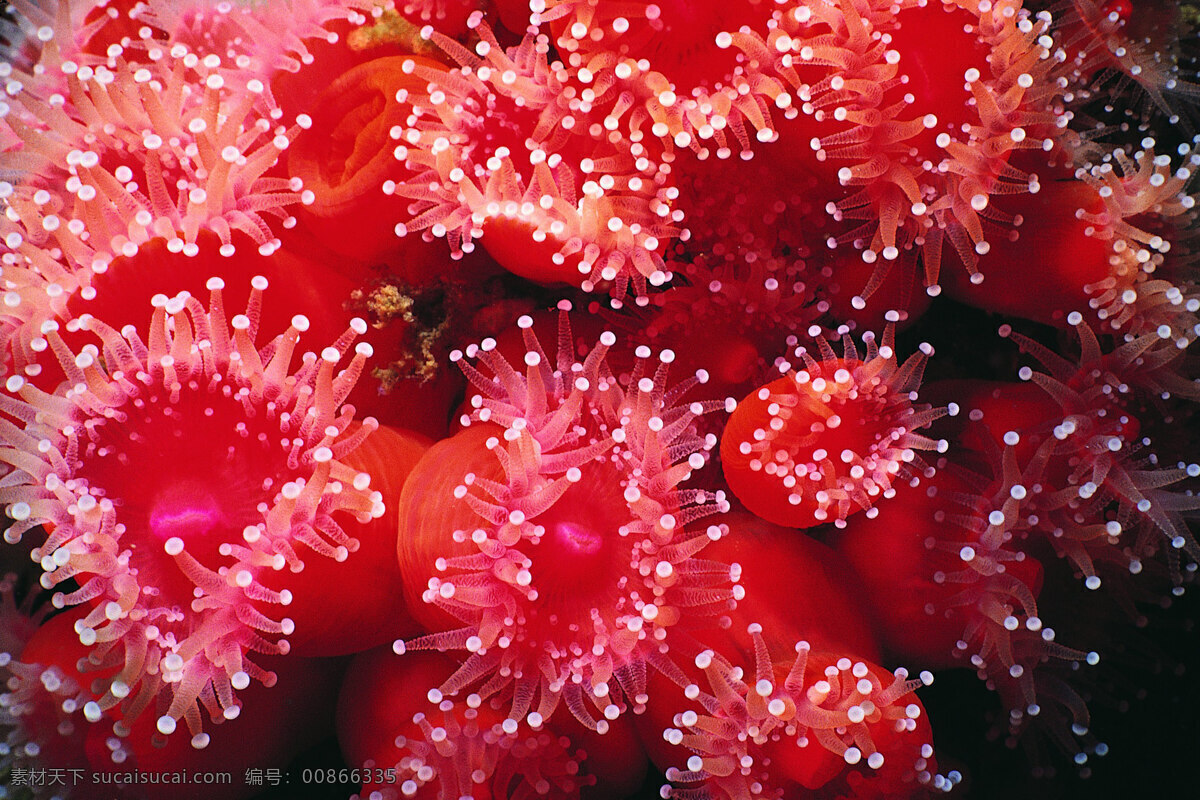 海洋生物 海底世界 海洋世界 珊瑚 3d海洋 海洋节 海洋文化节 海洋海报 海洋主题 海洋生物展 梦幻海洋节 海洋乐园 缤纷海洋乐园 鱼 红色