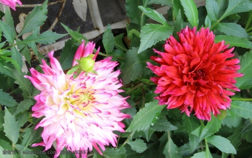 大丽花图片 大丽花 大丽菊 天竺牡丹 地瓜花 大理花 西番莲 洋菊 花卉 花朵 花瓣 草花 绿化景观 植物 花儿 花心 小丽花大丽花 生物世界 花草
