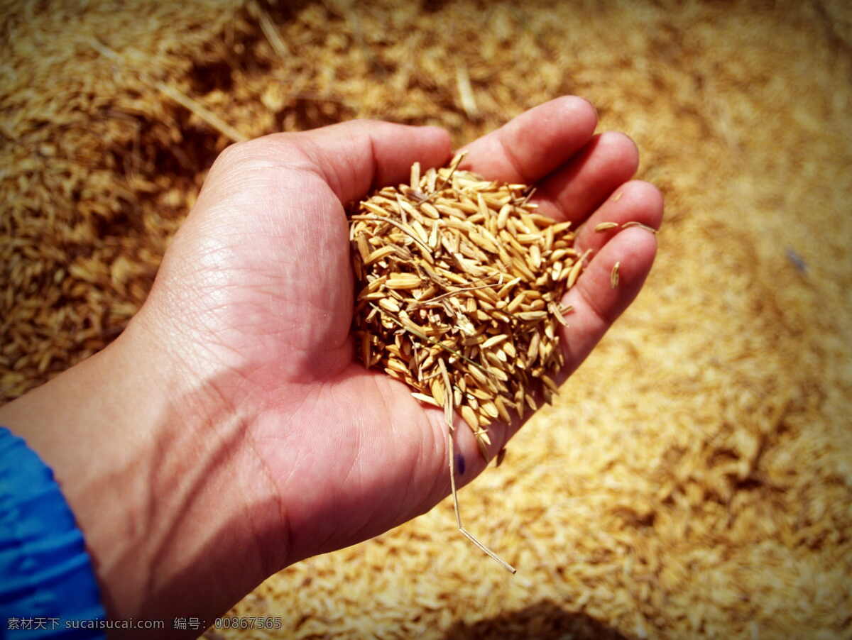 农民 农业 粮食 手图片 领域 食物 增长 生长 手 收成 健康 自然 营养 棕榈 牧场 白饭 黑麦 种子 稻草 生活百科 家居生活