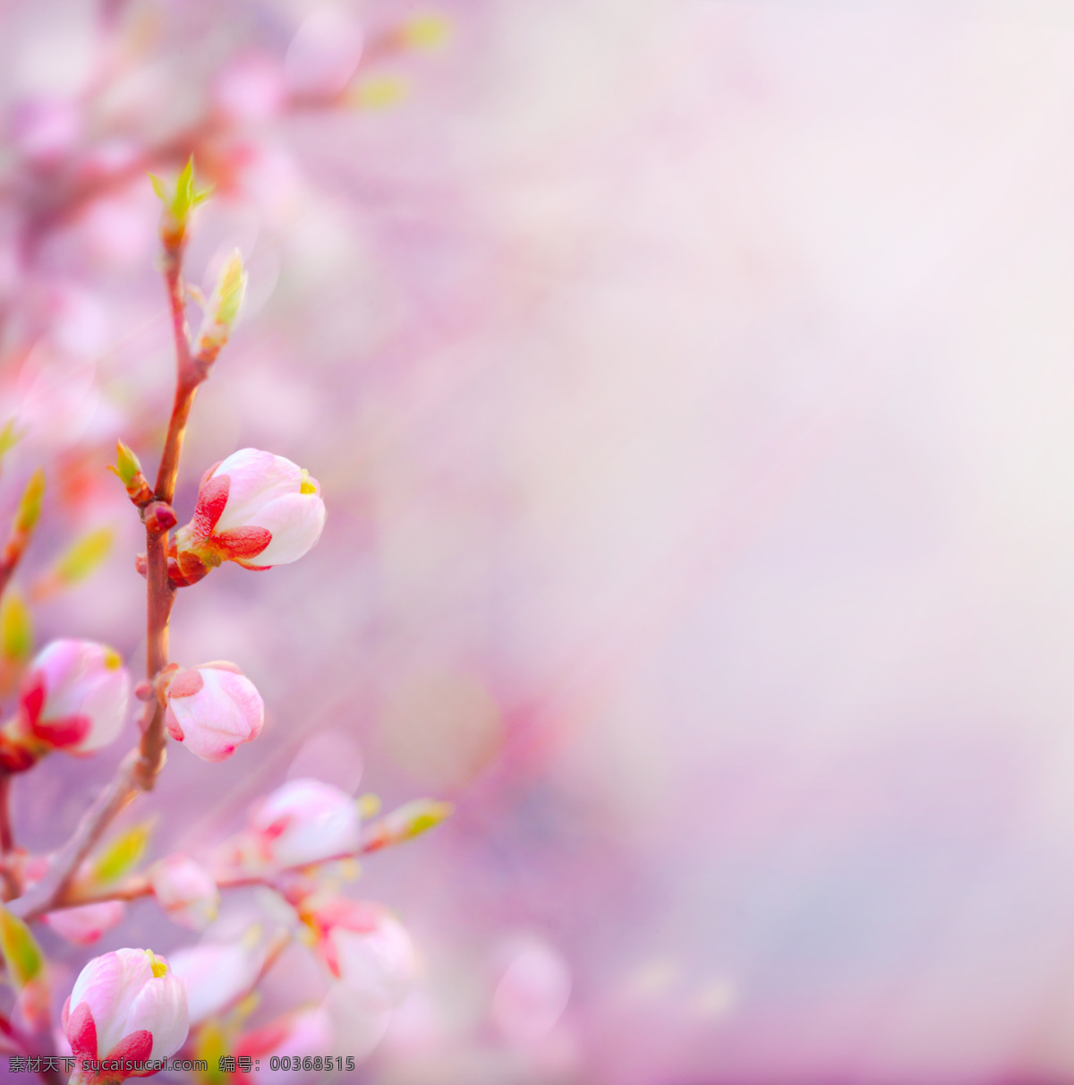 梦幻 花骨朵 粉红花朵 美丽鲜花 漂亮鲜花 美丽花卉 花朵 鲜花背景 花草树木 生物世界