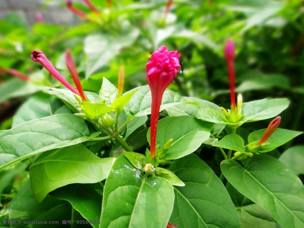 紫茉莉 胭脂花 鲜花 花草 生物世界