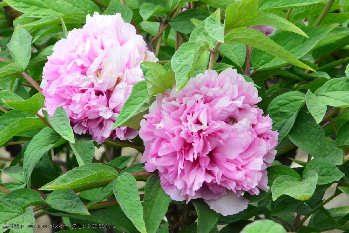 牡丹花 牡丹 观赏花卉 鼠姑 木芍药 百雨金 洛阳花 花朵 花瓣 花蕊 花卉 花儿 花草 植物 园林绿化 绿化景观 芍药牡丹 生物世界