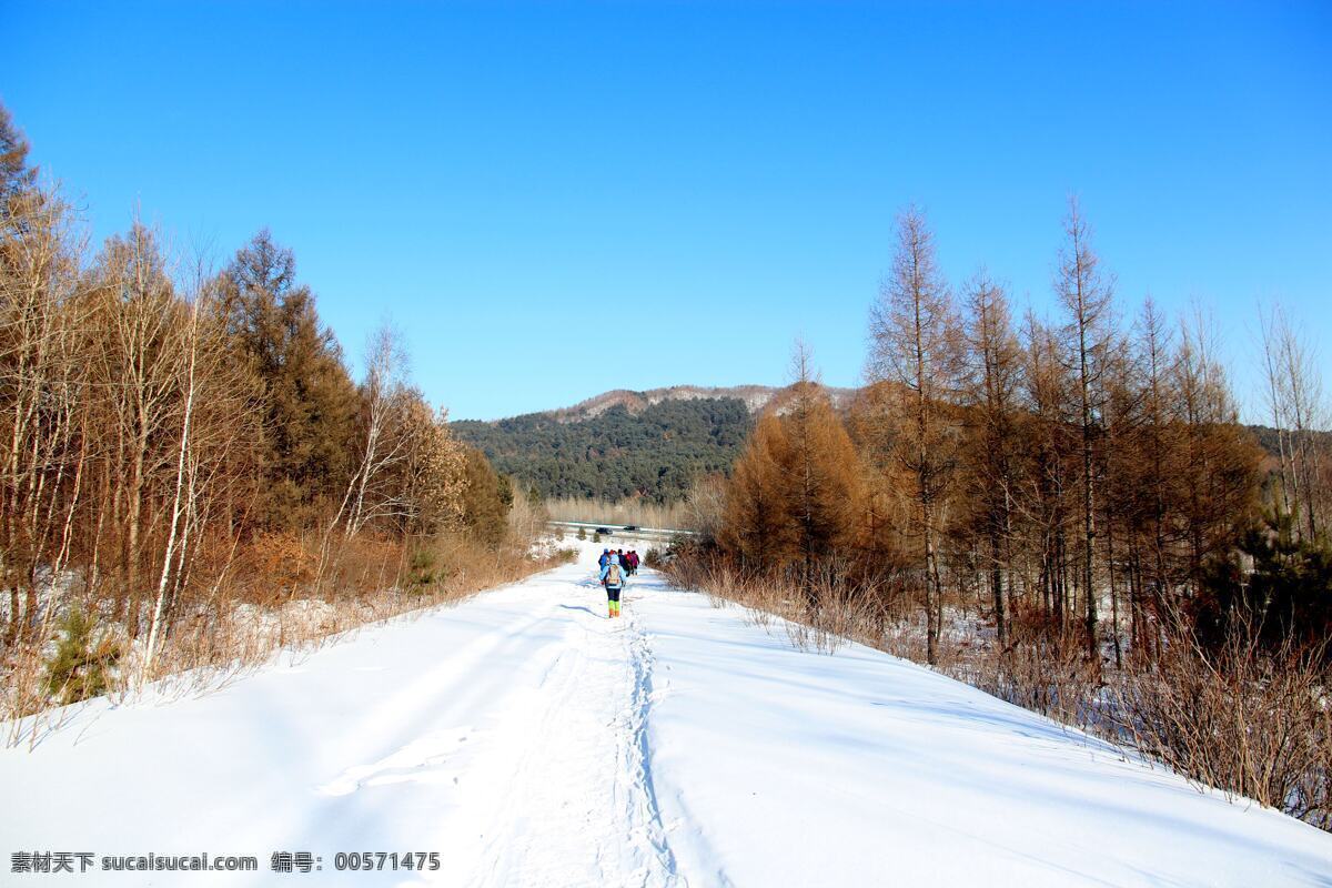 雪 雪乡 雪景 雪松 白雪 冬季雪景 冬季景观 东北雪景 森林 冰雪世界 蓝天 旅游摄影 自然风景