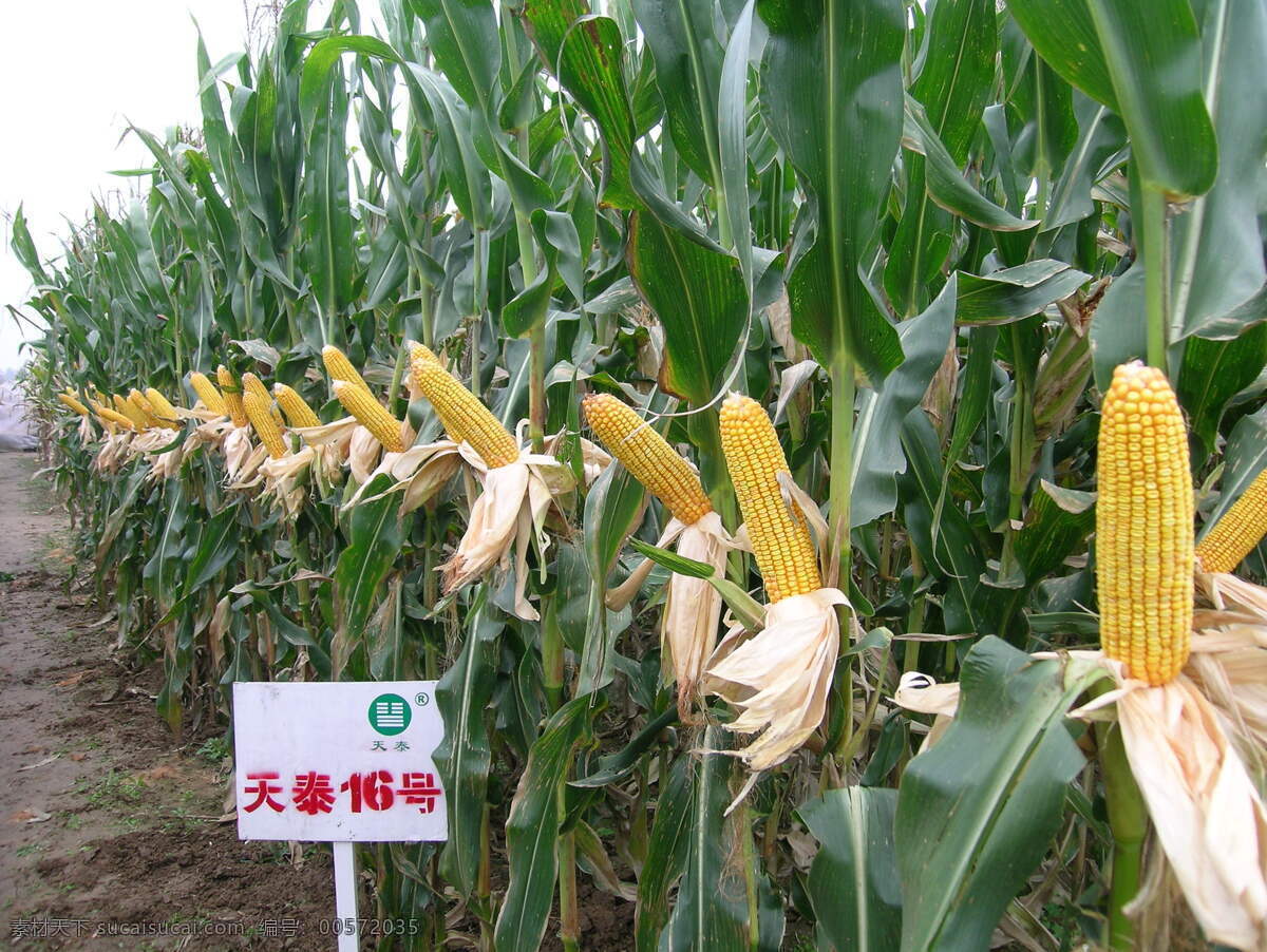 玉米 玉米地 黄玉米 大片玉米 成熟玉米 玉米田 玉米棒 玉米包 农作物 田园风光 自然景观 农业生产 现代科技