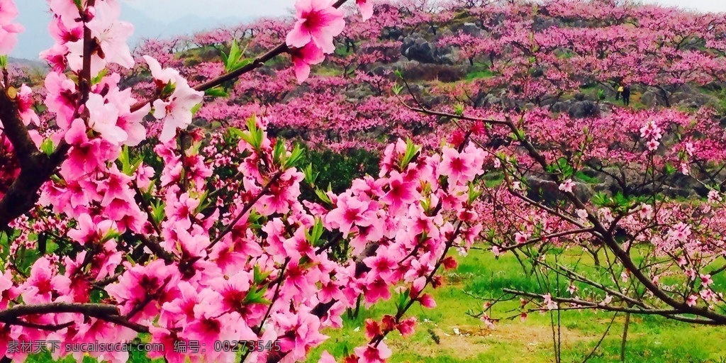 春天桃花 春季 春天 春季风景 树木 绿叶 绿树成荫 春季景色 自然风景 自然景观