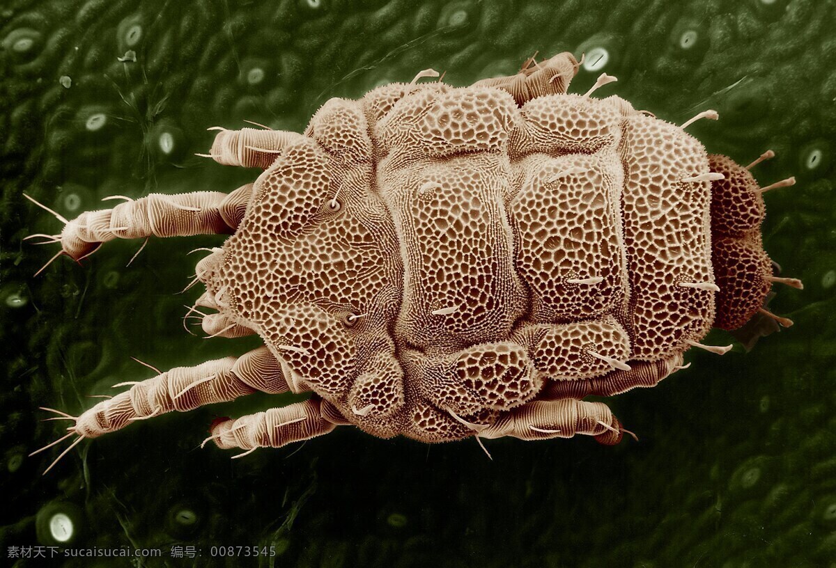 螨虫 特写 微生物 痘痘 显微镜 生物世界 昆虫