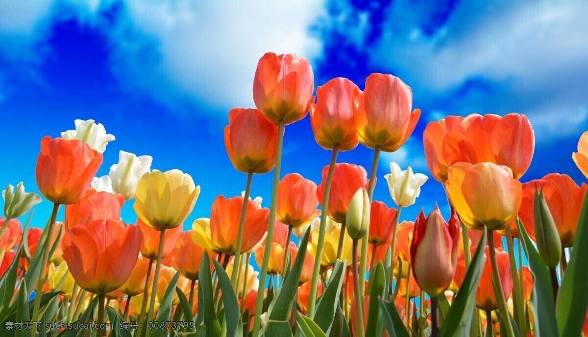 郁金香 红色 特写 色彩鲜艳 自然 春 植物 详细 美丽 鲜花 春天的花朵 美 颜色 天空 白云 蓝色 背景 自然景观 自然风景