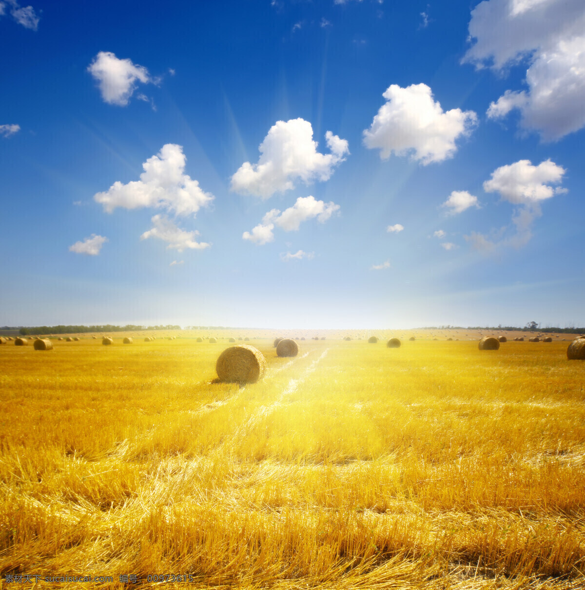 麦田 小麦 阳光 蓝天 金黄色 麦穗 田园风光 自然景观