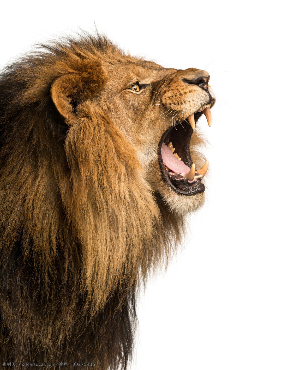 动物 哺乳动物 金毛狮子 公狮子 雄性狮子 生物世界 野生动物