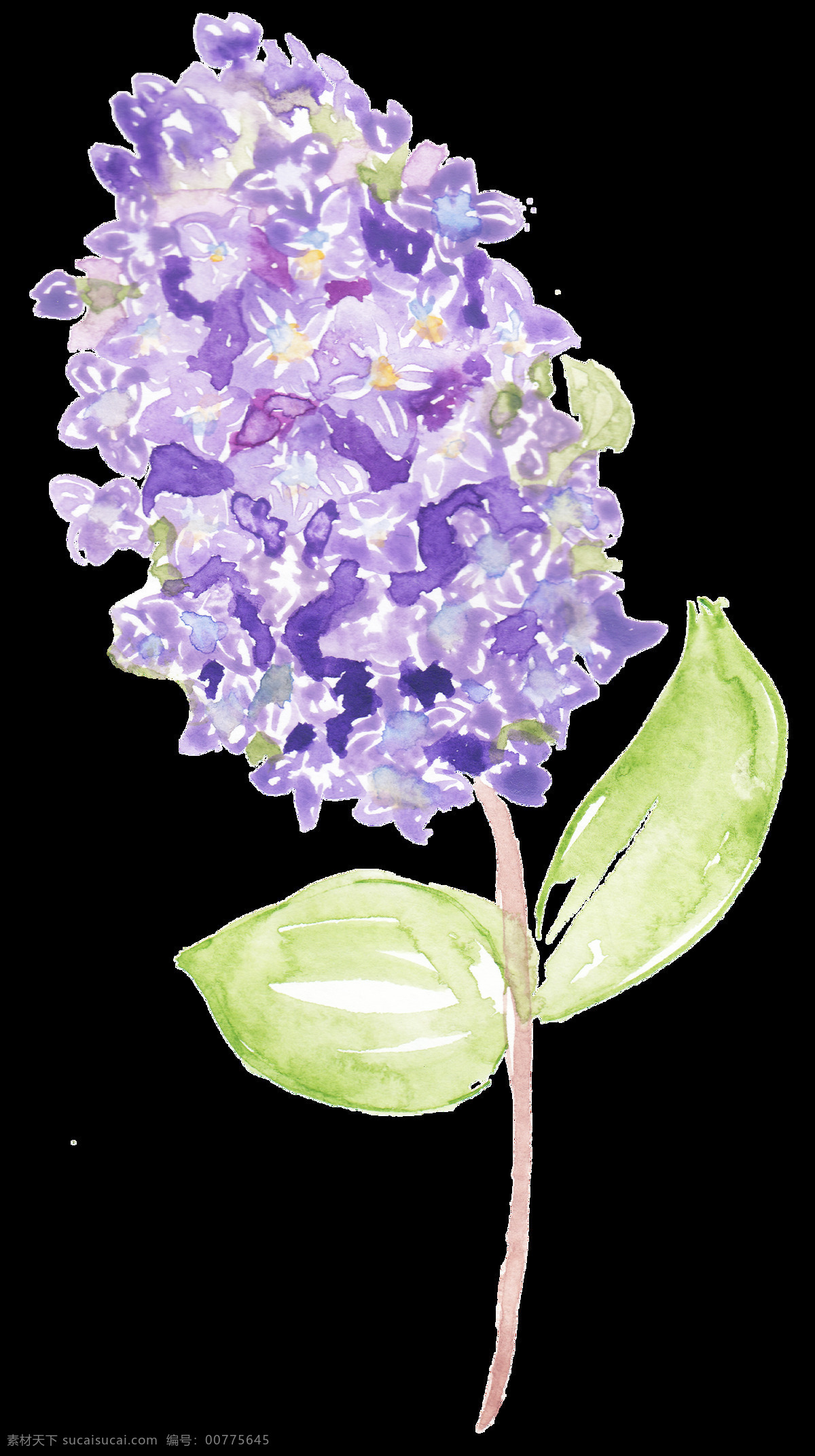 浅紫色 手绘 花朵 花枝 装饰 花卉 绿叶 免扣素材 水彩 透明素材 植物 装饰图片