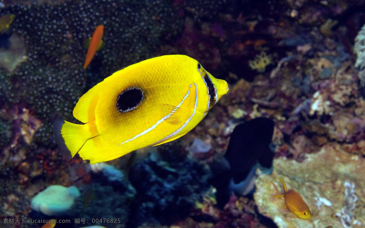 蝴蝶鱼 海底 黄色 海洋 礁石 动物 生物世界 鱼类