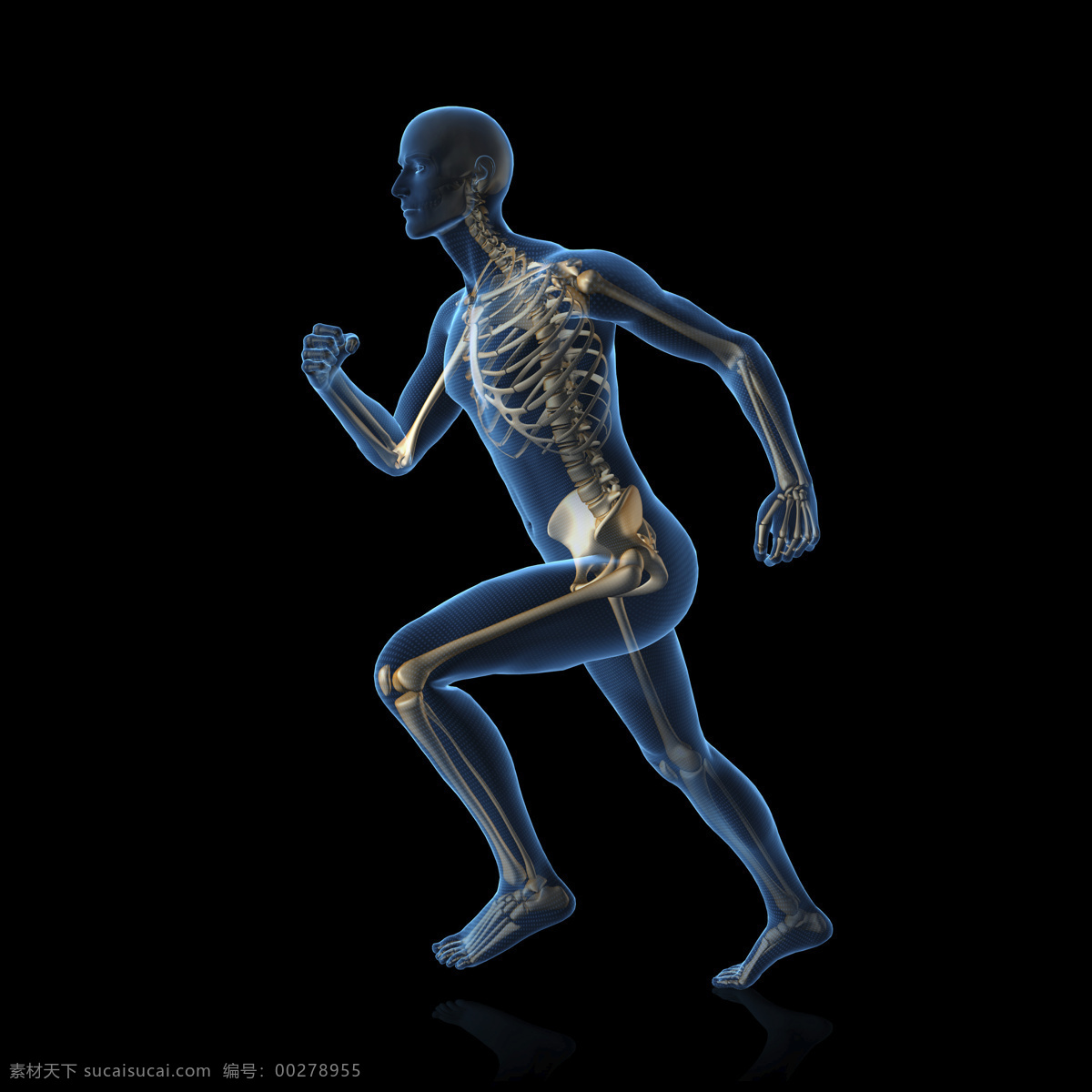 奔跑 时 男性 人体 结构 人体器官 人体骨骼 骨骼结构 医学科技 医疗科技 人体结构 ct 人体器官图 人物图片