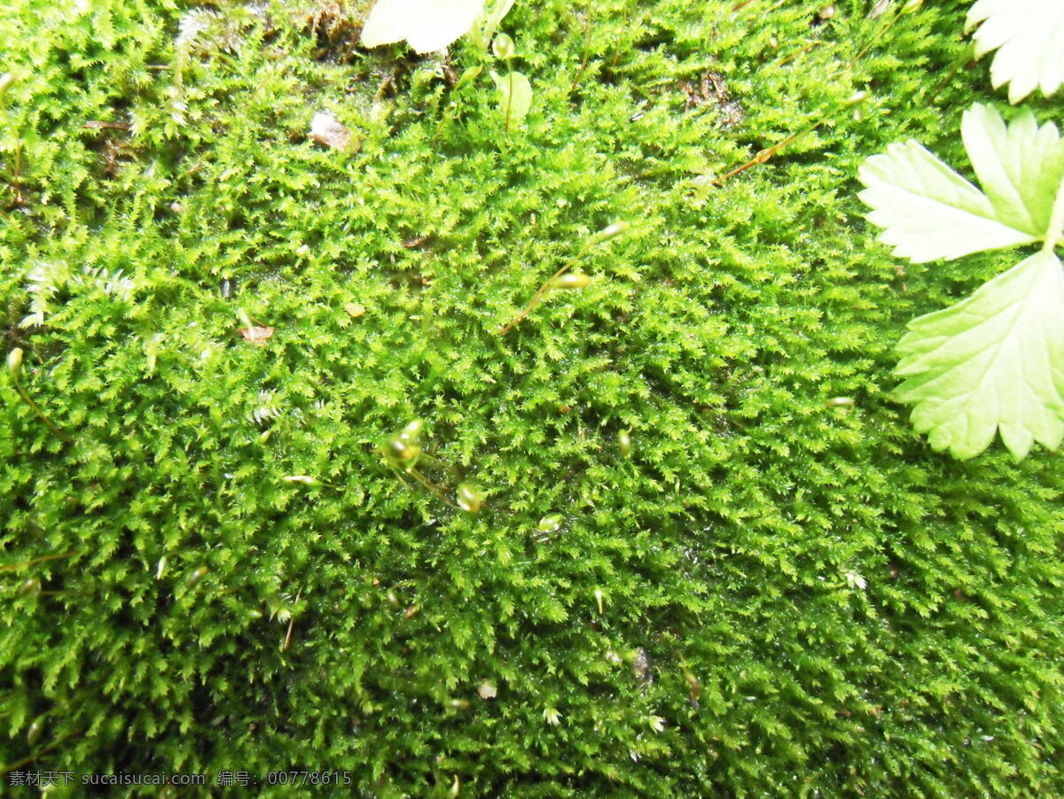 嫩绿青苔 嫩绿色 青苔 藓苔 藓苔背景 自然