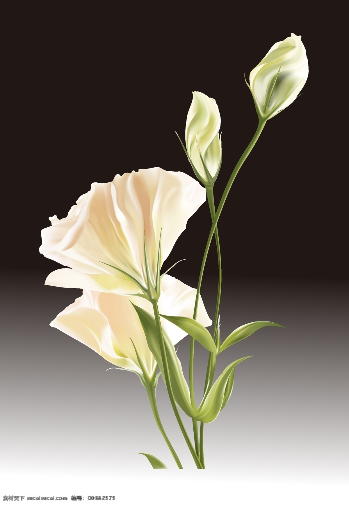 野百合 花 黑色
