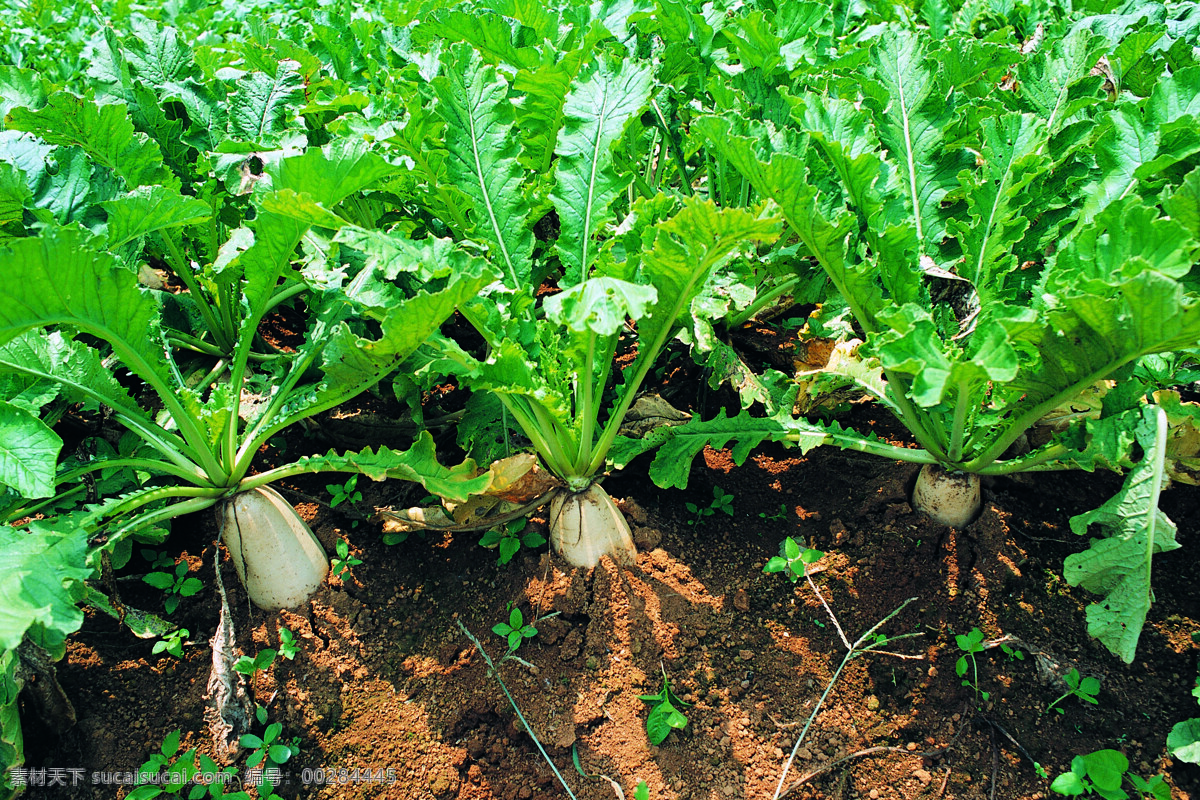 白萝卜 绿色植物 田园风光 菜地 绿色蔬菜 泥土 生物世界 蔬菜 菜园蔬菜 摄影图