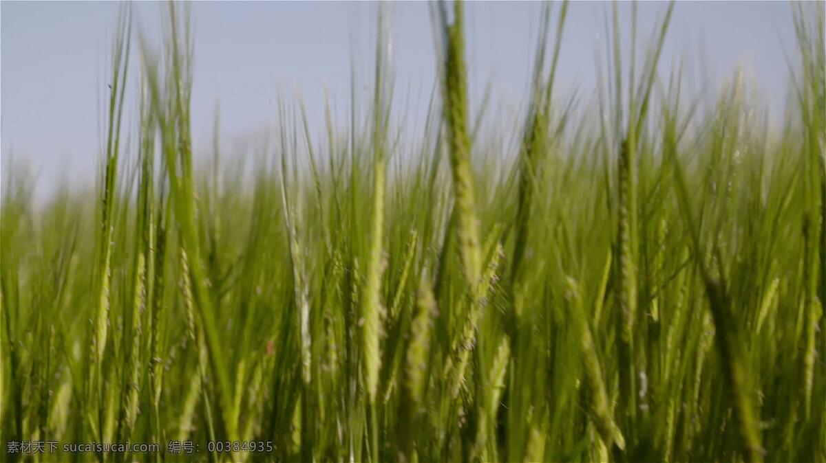 麦田3 行业 自然 大麦 作物 领域 绿色 格林 谷物 粮食 小麦 芒 新鲜的 新的 农业 农场 农事 种子 春天 夏天 夏季 植物 季节 在户外 农村的 土地 环境 持续性