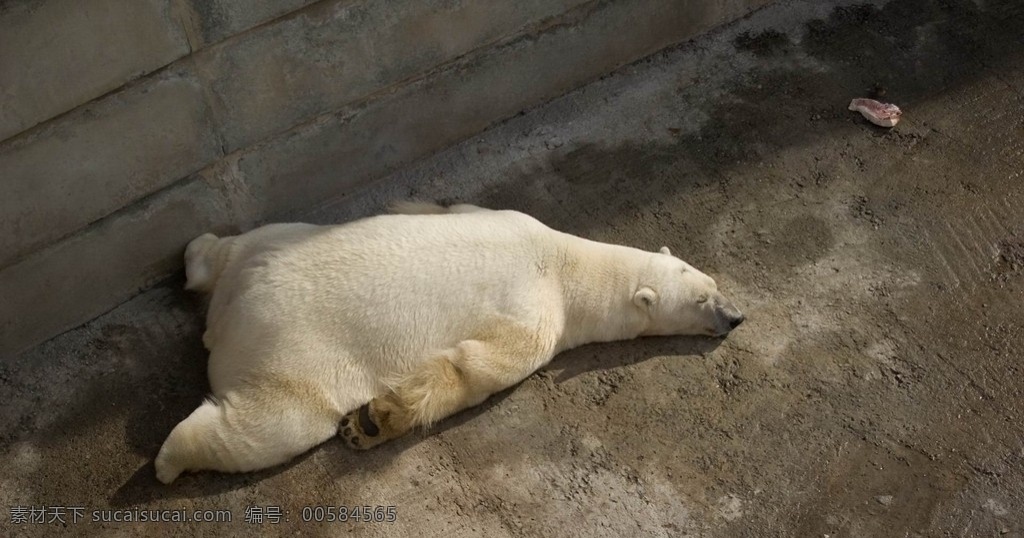 北极熊 睡觉 爬 猪肉 水泥地 石墙 熊掌 野生动物 生物世界